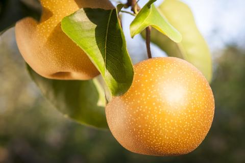 BASFジャパンは果樹園芸・畑作物への注力を加速