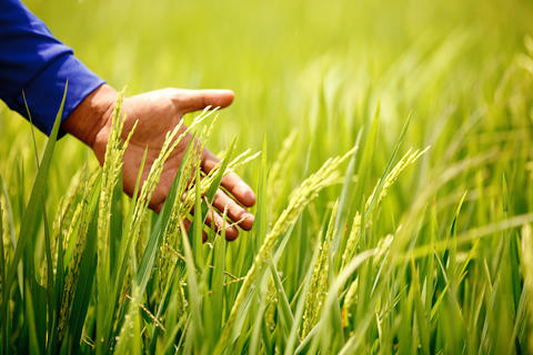 稲の直播栽培は他の稲作法に比べ労働力や水など必要なリソースの量は少なく、温室効果ガスの排出も低減できます。
